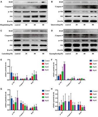 Systems Pharmacology–Based Dissection of Anti-Cancer Mechanism of Traditional Chinese Herb Saussurea involucrata